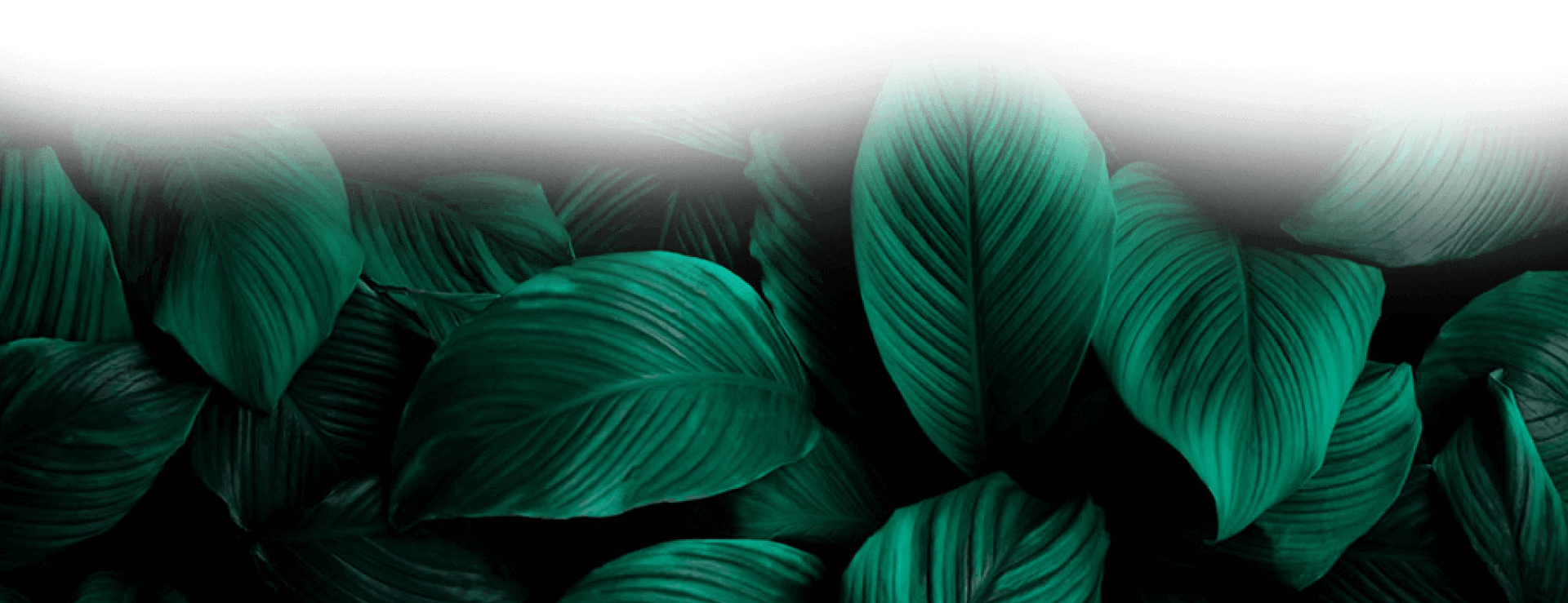 Natureza
